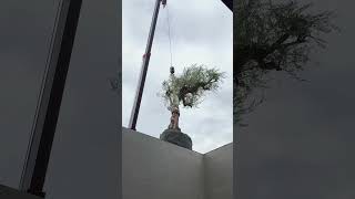Zeytin Ağacı Nasıl Dikilir?