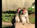 Top 10 Gay (Homosexual) Animals!