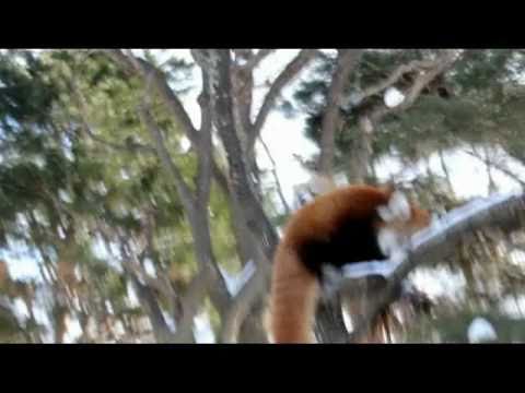 Red Panda on the Snowレッサーパンダ雪上の戯れ　円山動物園