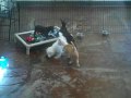 sfspca