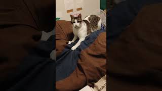 Lily Checking For Tremors Under The Blanket