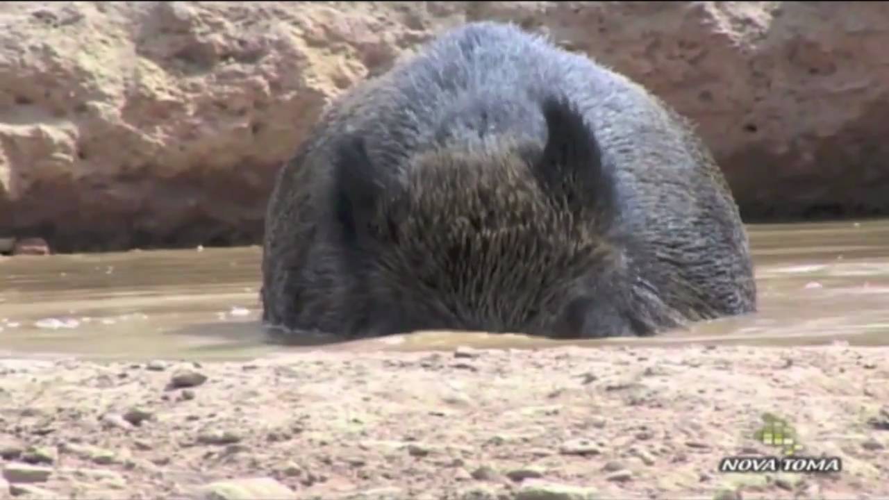 VIDEO DE CAZA MAYOR video de caza mayor: