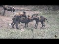 Lovable And Playful African Wild Dogs