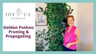 Den Pothos Pruning & Propagating