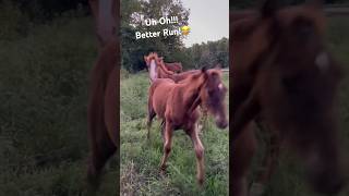 Uh Oh! Baby Horse Better Run! #Shorts #Foal #Babyhorse #Horses #Horselover #Filly #Colt