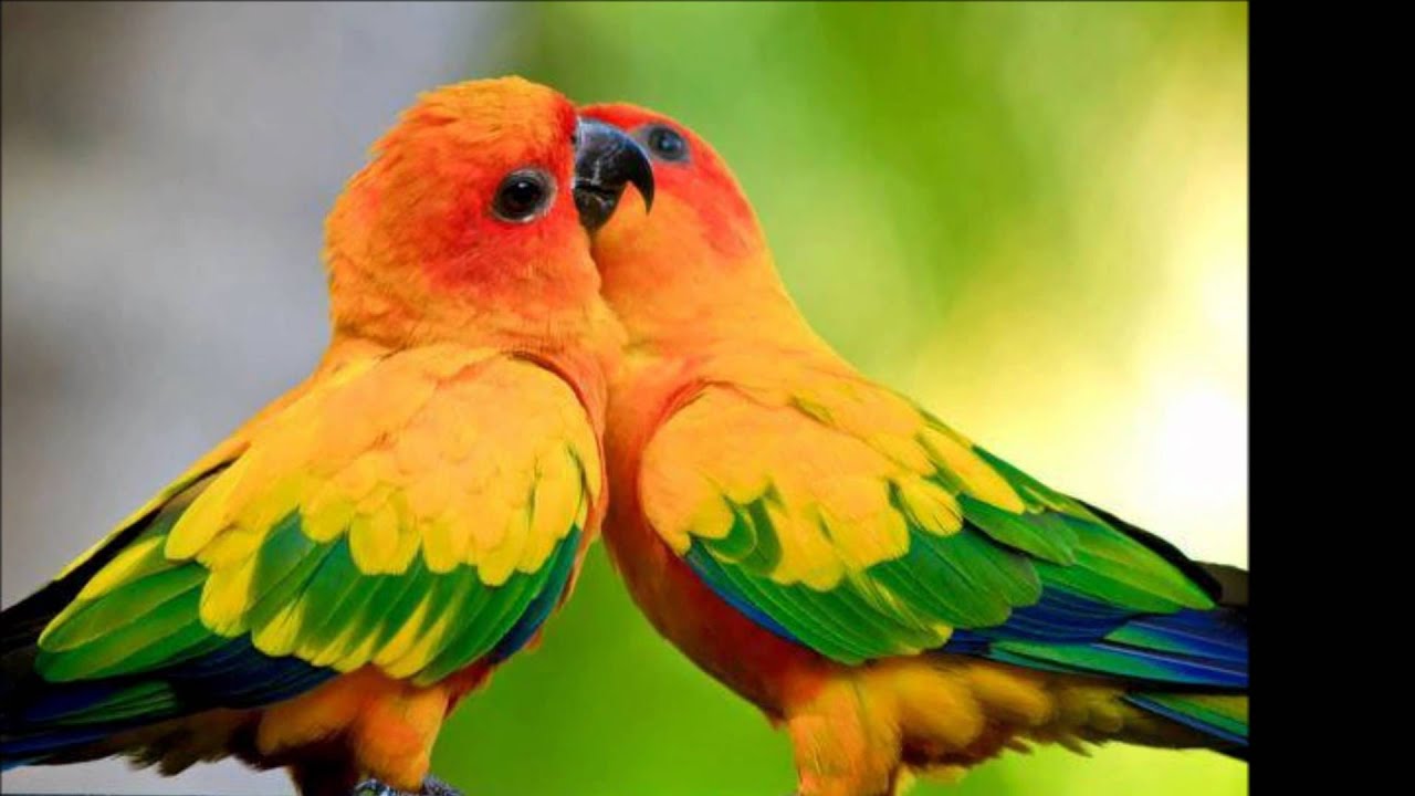El condor pasa Leo Rojas Ecuador YouTube