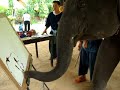 Paya the Elephant painting Corporate Commission