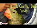 ।।How To Care Your Baby Parrot।। तोते के बच्चे की देखभाल कैसे करे।।