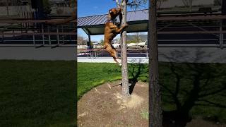 Pit Bull Tree Jump