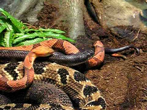 Baby Copperhead Pictures on Baby Copperhead Snake Pictures Pennsylvania