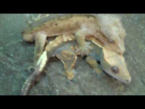 reptile mating