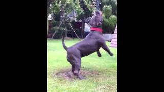 Monte Playing Spring Pole