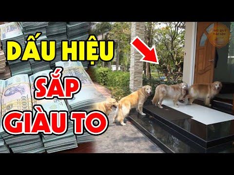 Vì Sao Mèo Đến Nhà Là Nghèo Mạt Kiếp, Chó Đến Nhà Thì Giàu Nứt Vách? Trả Lời Khiến Cả Làng Ngã Ngửa