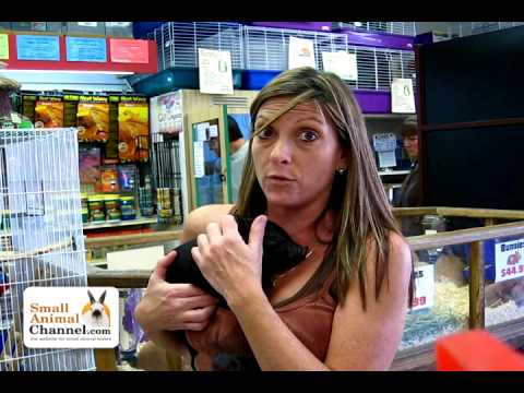  pig species in this video featuring Rebecca Horvath of Pet Kingdom USA