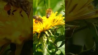 Bienen Im Garten!  #Garten #Gartentipps #Gartenarbeit #Gemüsegarten #Springonshorts