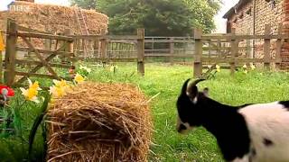 Big Barn Farm Episode 8 Greedy Goat