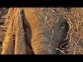Disney's Dumbo | official trailer #1 (2019)