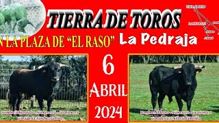 Capea De 2 Toros Bravos Y Vaca La Pedraja De Portillo