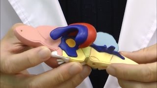 ラットの脳比較解剖モデル：動画