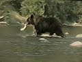 Видео Медведи на Сахалине... Bears on Sakhalin