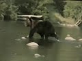 Video Медведи на Сахалине... Bears on Sakhalin