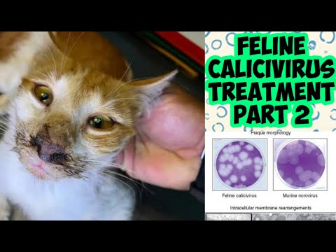 Home treatment of Calicivirus Part 2 || Cat ko Calicivirus ho gaya || Urdu Pakistan