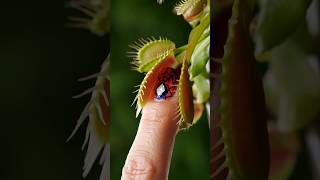 I Love Carnivorous Plants