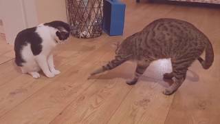 Bug vs cat vs dog funny video! Funny moments of a bug caught by two cats and a dog!