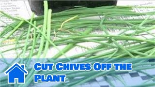 Herb Gardening : How to Cut Chives Off the Plant Herb Gardening : How to Cut Chives Off the Plant