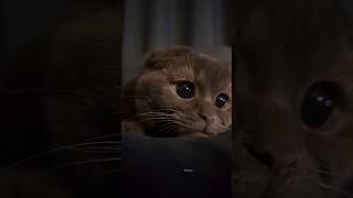 Cute Cat 86