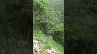 Snap From Nallamalla Forest