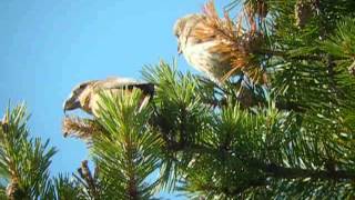 Watch Pine Begging For Food video