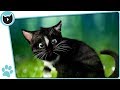 Felini Cat