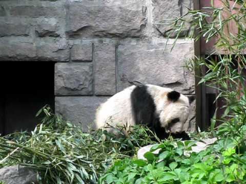 北京動物園のパンダさん　その１