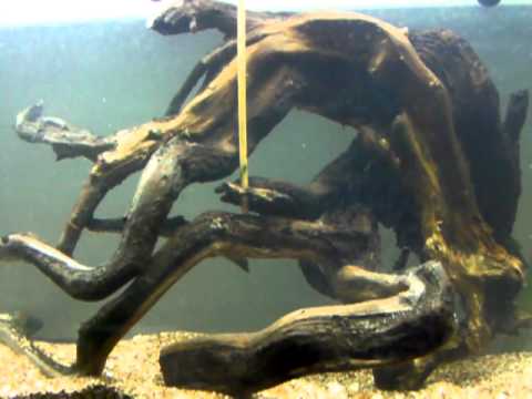 Image Result For Is Driftwood Good For Aquarium Image Result For Is Driftwood Good For Aquarium