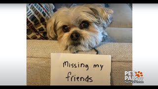 Therapy dogs virtually working to share love