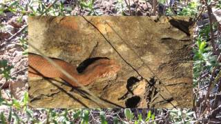 Death Adder - Acanthophis One Of The Worlds Most Venomous Snake