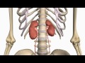 kidney