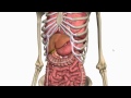 kidney