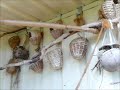 aviary