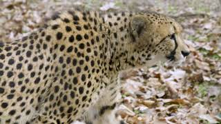 Smithsonians National Zoos Cheetah Conservation Station