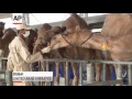 Cows of the Desert: Camel Milk Set to Go Global