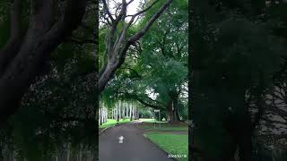 Drive Through Anderson Gardens