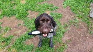 Obenstaat Kennels - Deutsch Drahthaar Emma Proofing Force Fetch
