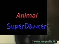animals