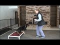 Nikko (Rottweiler) Dog Training Video