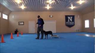 Nikko (Rottweiler) Dog Training Video