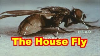 The House Fly Documentary