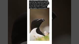 Razorbill The Penguin Of The North Fascinating Facts, Behavior & Conservation.