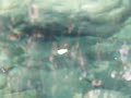 Steelhead Sanctuary Part Two